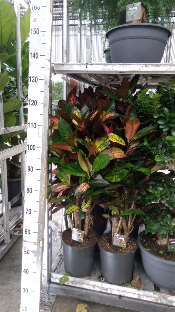 Codiaeum Small Leaf Mrs Iceton 24Ø 110cm