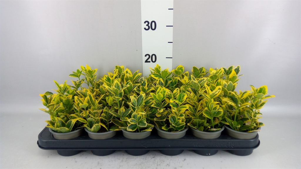 Euonymus Japonicus Marieke 9Ø 12cm