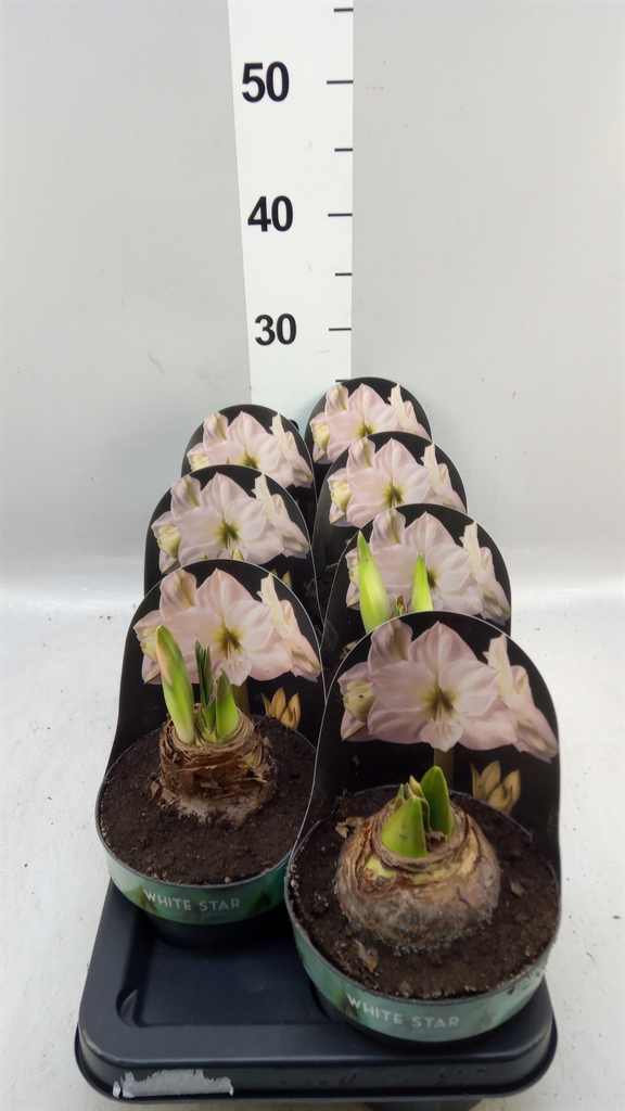 Hippeastrum White Star 14Ø 25cm