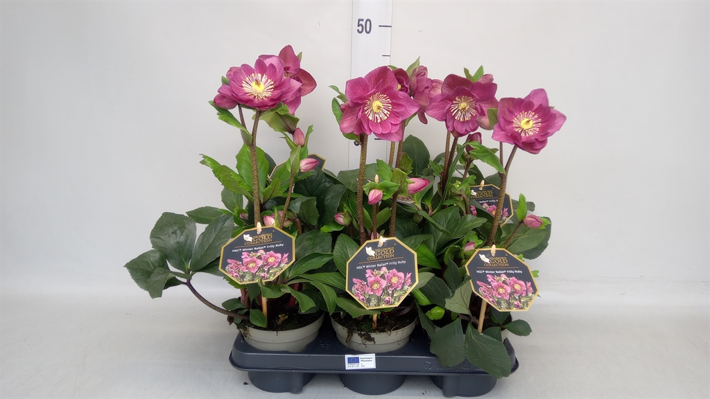 Hell Hgc Wb Fri Ruby 13Ø 30cm