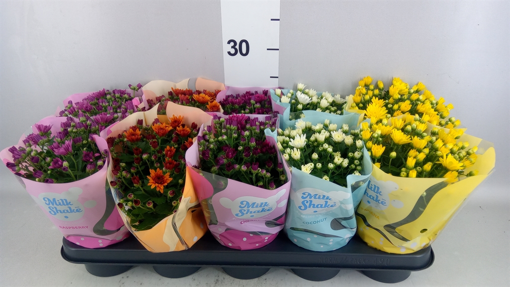 Chrysanth Milkshake Mix 12Ø 23cm