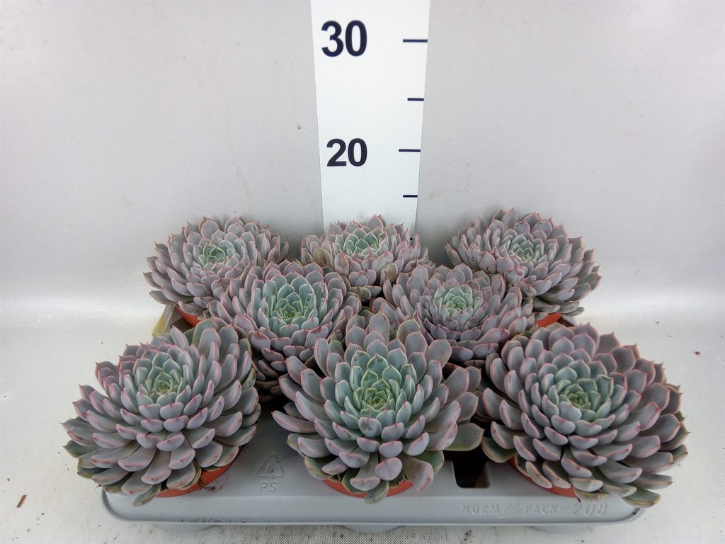 Echeveria Cuspidata 10Ø 10cm