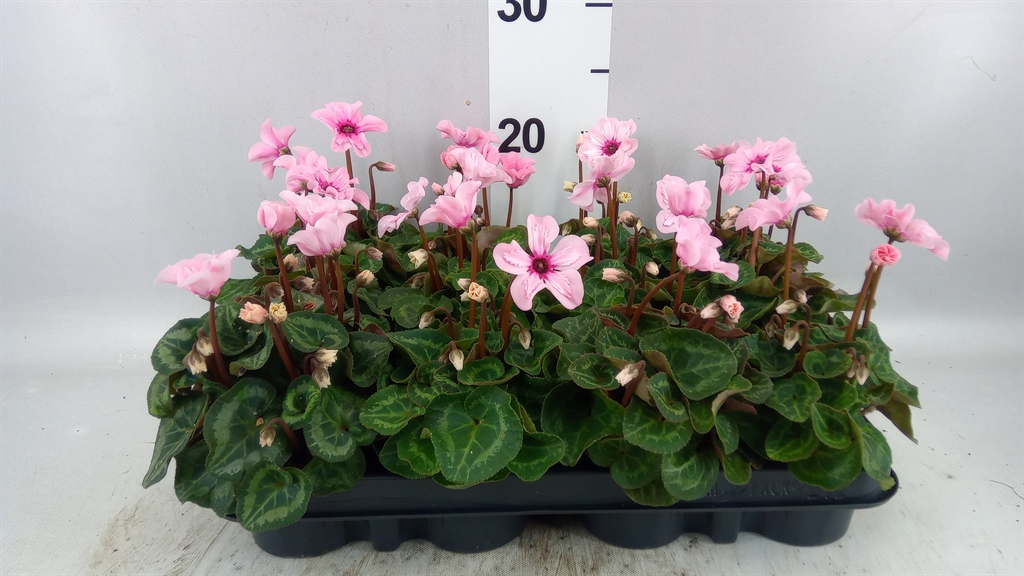 Cyclamen Persicum Illusia 7Ø 15cm