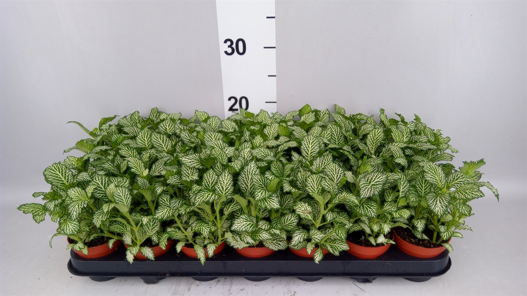 Fittonia Mosaic White Tiger 8Ø 15cm