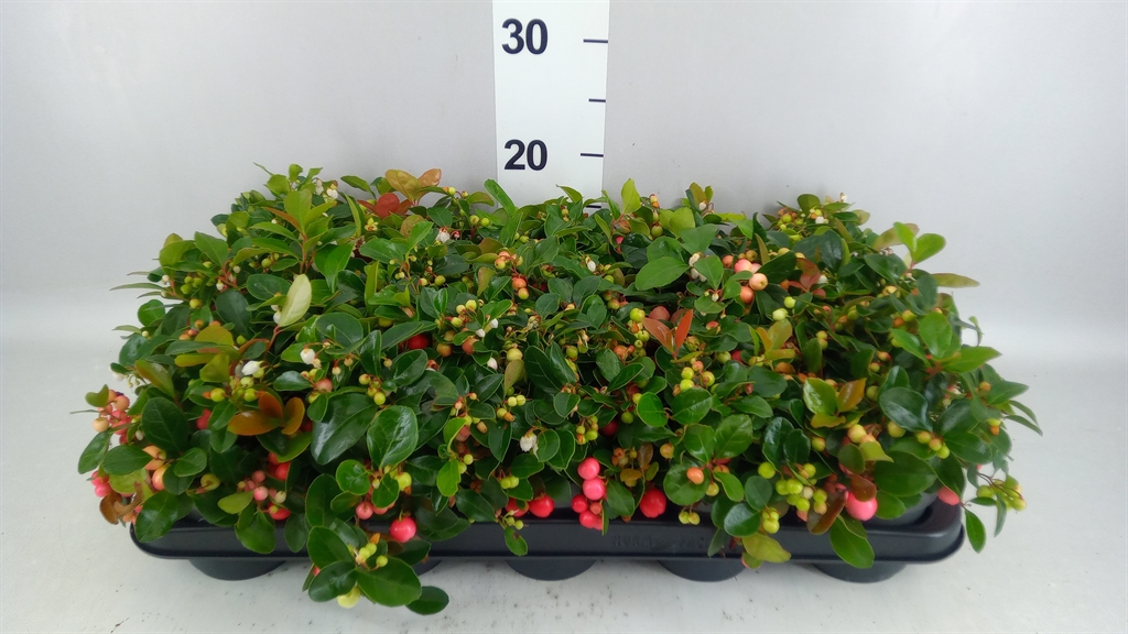 Gaultheria Big Berry 10Ø 20cm