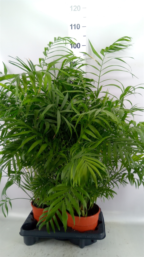 Chamaedorea Elegans 19Ø 85cm