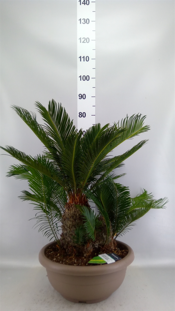 Cycas Revoluta 40Ø 70cm