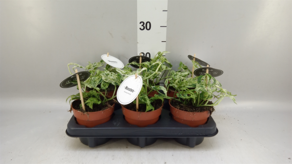 Monstera Ov 12Ø 25cm