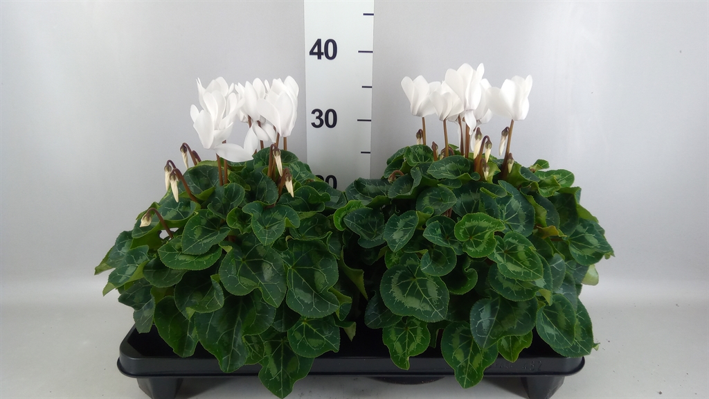 Cyclamen Super Serie Xl 15Ø 36cm