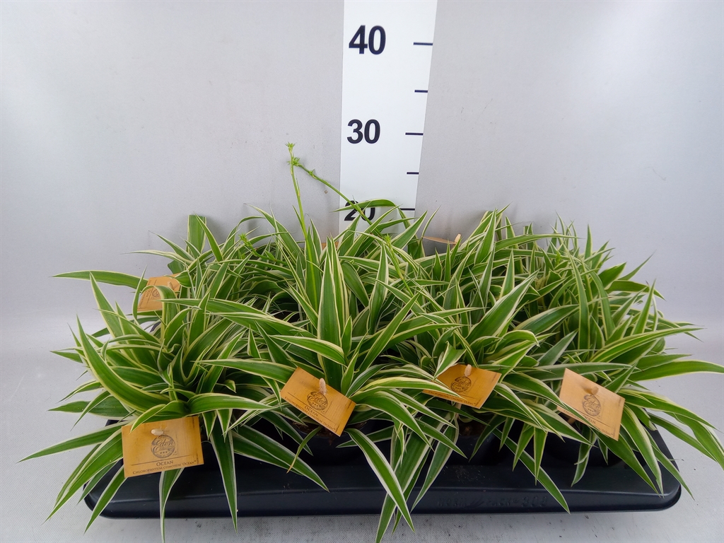 Chlorophytum Ocean 10Ø 20cm