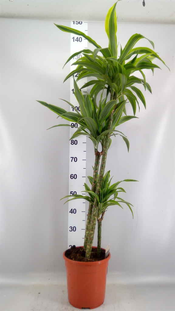 Dracaena Lemon Lime 24Ø 135cm