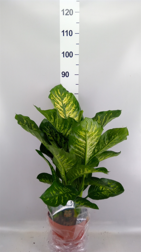 Dieffenbachia Maroba 21Ø 80cm