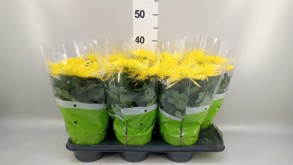 Chrysanth Anastasia Sunny 15Ø 35cm