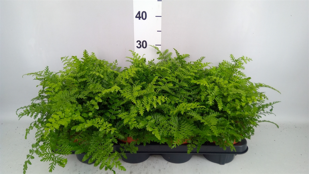 Asplenium Parvati 12Ø 25cm