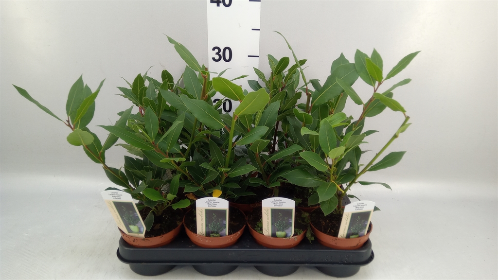 Laurus 10Ø 25cm
