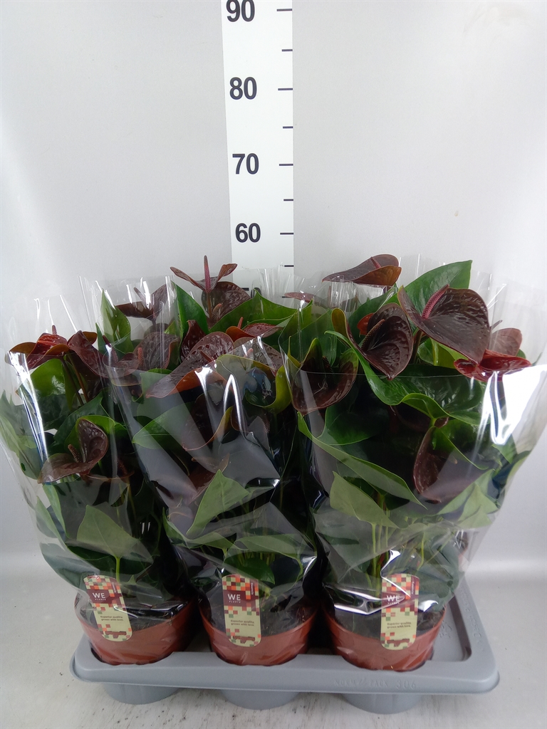 Anthurium Essencia 17Ø 55cm