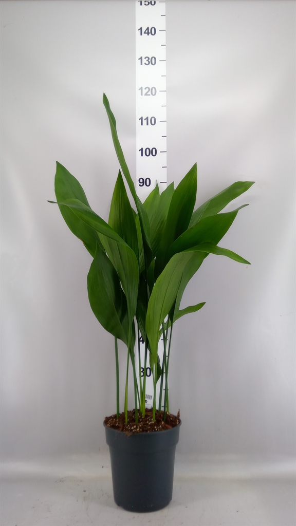 Aspidistra Elatior 21Ø 100cm