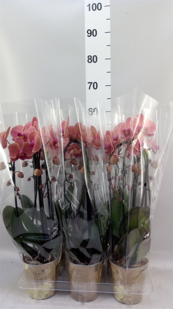 Phalaenopsis Cascade 12Ø 45cm 2st