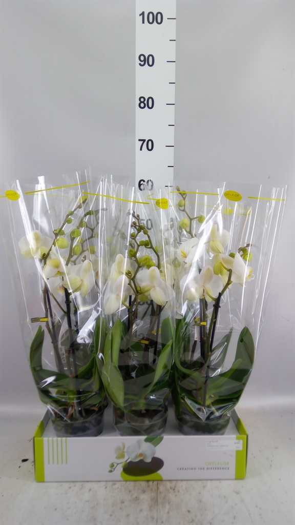 Phalaenopsis White 2 Stem 12Ø 55cm