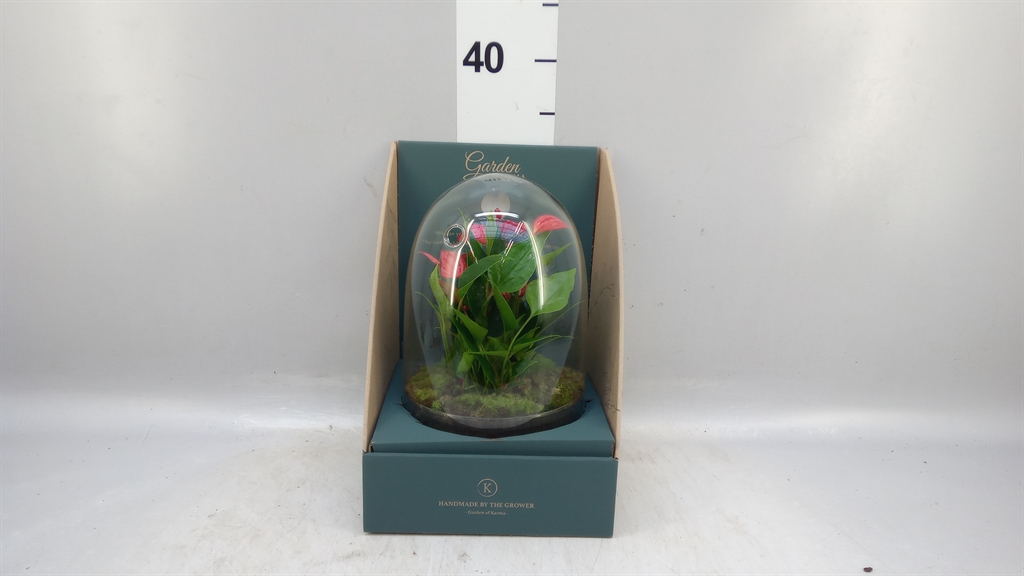 Arr Anthurium H% 14Ø