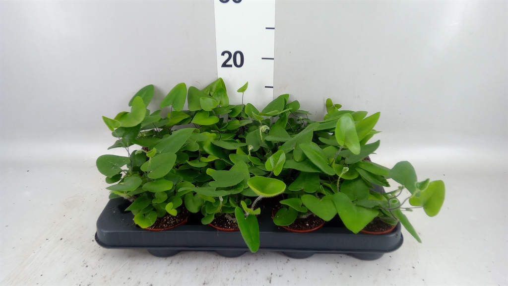 Hemionitis Arifolia 7Ø 15cm