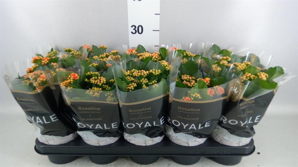 Kalanchoe Double Rosalina Feliz Bicolor 12Ø 27cm