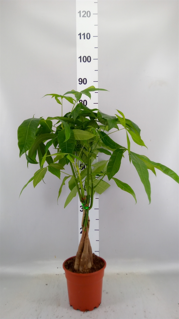 Pachira Aquatica 17Ø 65cm