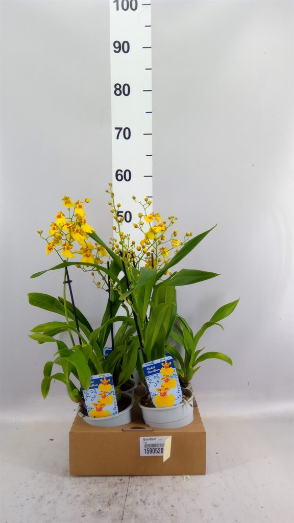 Oncidium