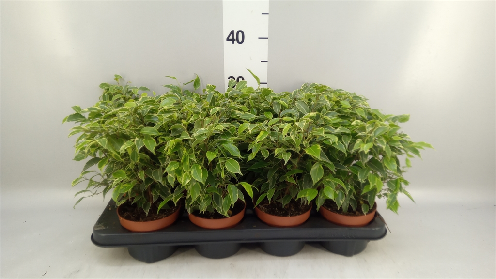 Ficus Benjamina Kinky 12Ø 30cm