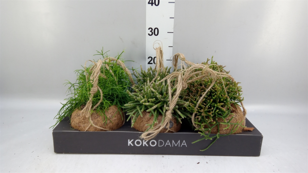Rhipsalis Gemengd 15Ø 20cm