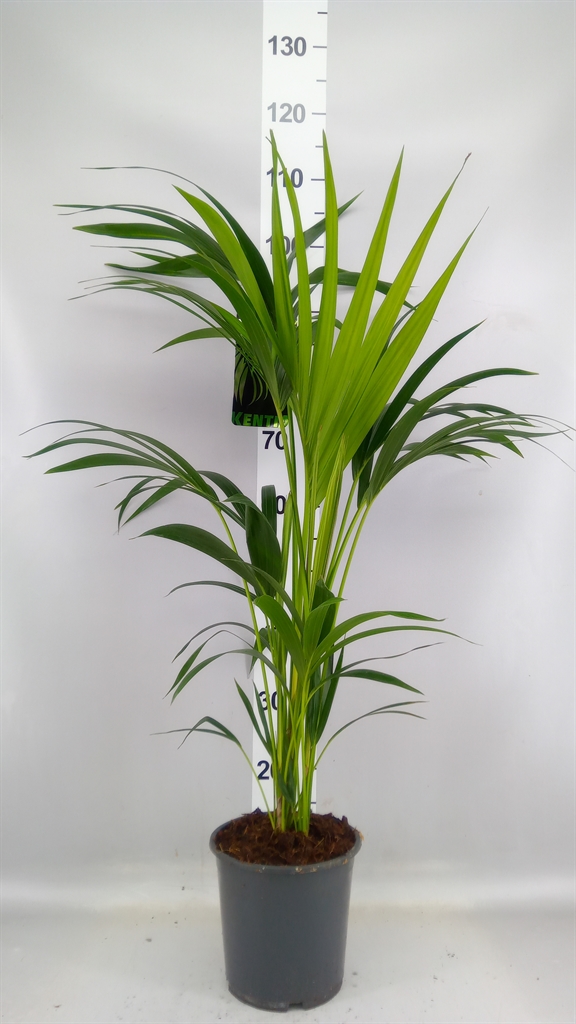 Howea Forsteriana 19Ø 100cm