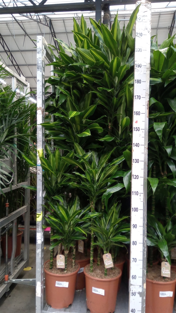 Dra F Deremensis Ov 27Ø 190cm