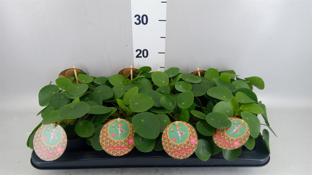 Pilea Peperomoides 12Ø 20cm