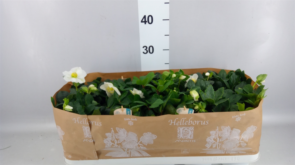 Helleborus Christmas Carol 12Ø 24cm