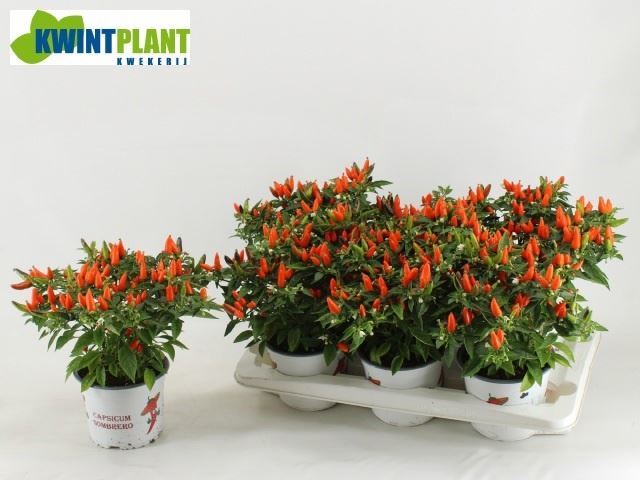 Capsicum Santos Orange 15Ø 33cm