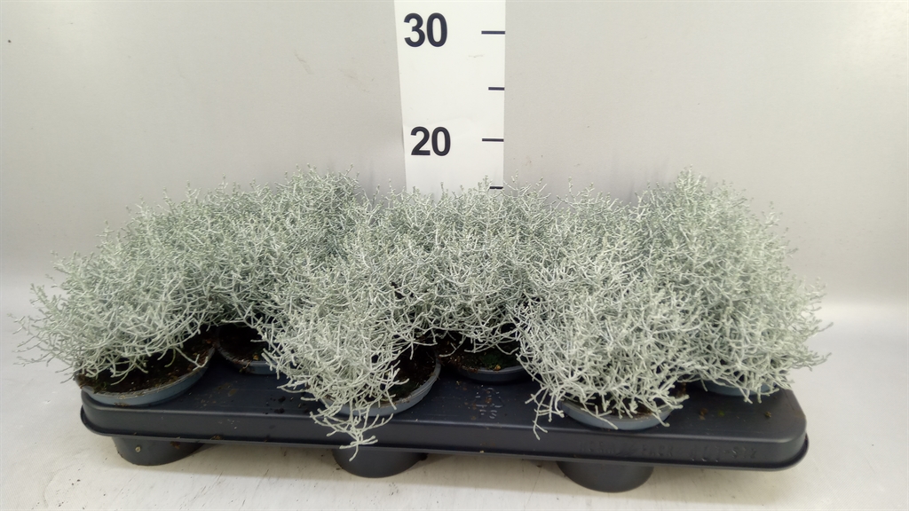 Leucophyta Brownii 10Ø 17cm