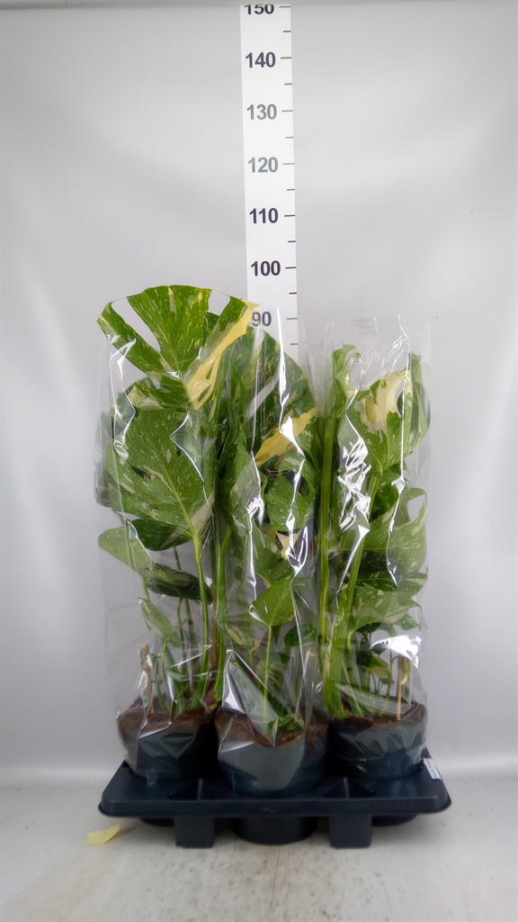 Monstera Deliciosa Thai Constellation 27Ø 100cm