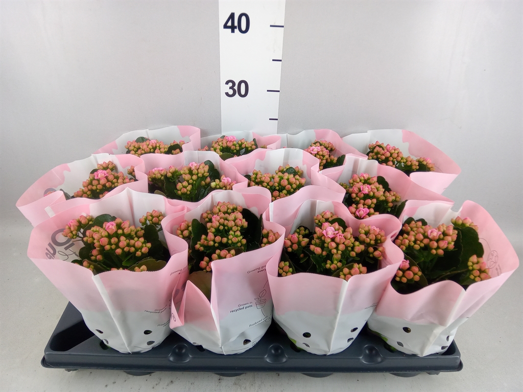 Kalanchoe Double More Flowers Augusta 10Ø 25cm