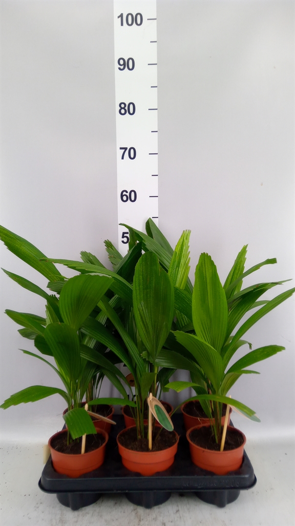 Licuala 12Ø 48cm