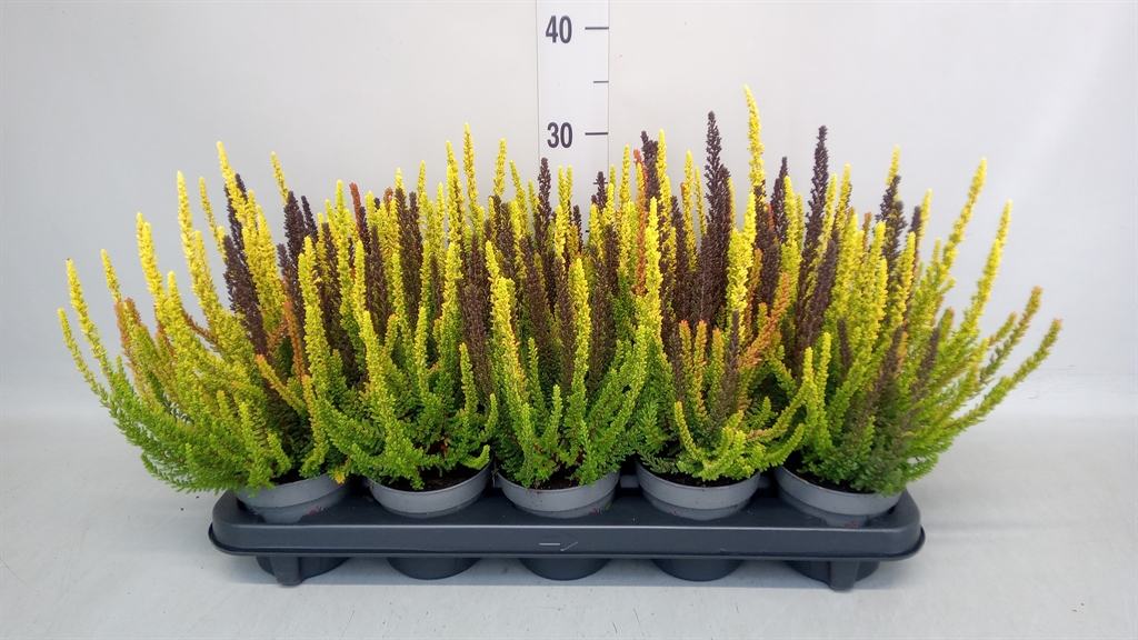 Calluna Skyline Trio Mix 11Ø 20cm