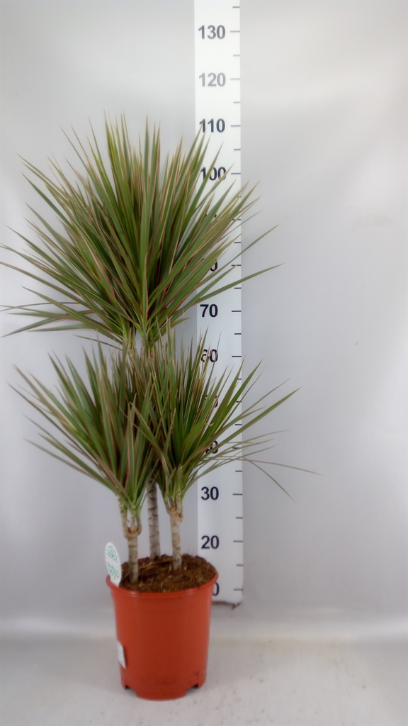 Dracaena Bicolor 21Ø 105cm