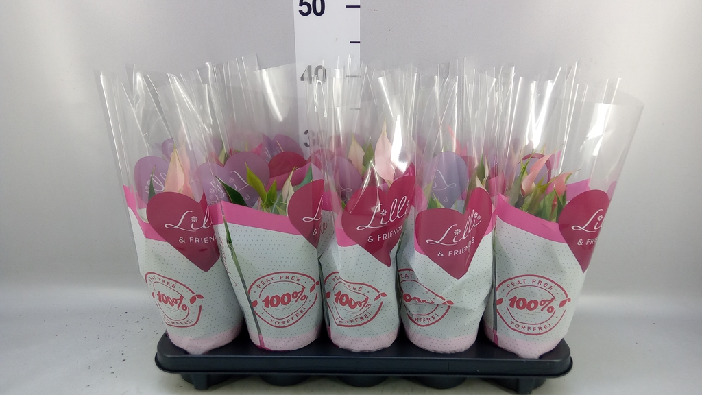 Anthurium Lilli 10Ø 28cm