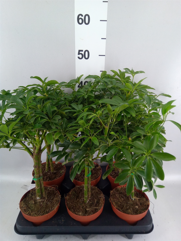 Schefflera Luseana 12Ø 40cm