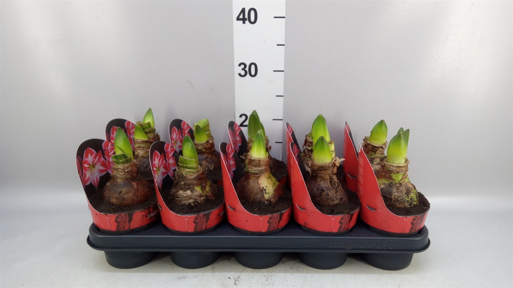 Hippeastrum Spartacus 12Ø 25cm