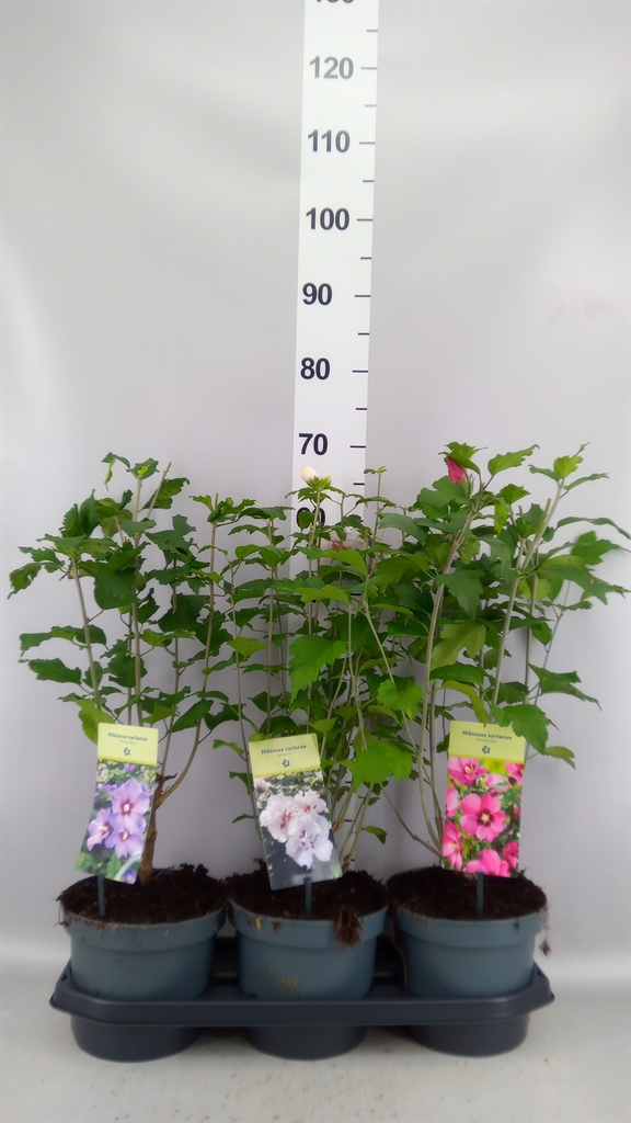 Hibiscus Syriacus 19Ø 60cm