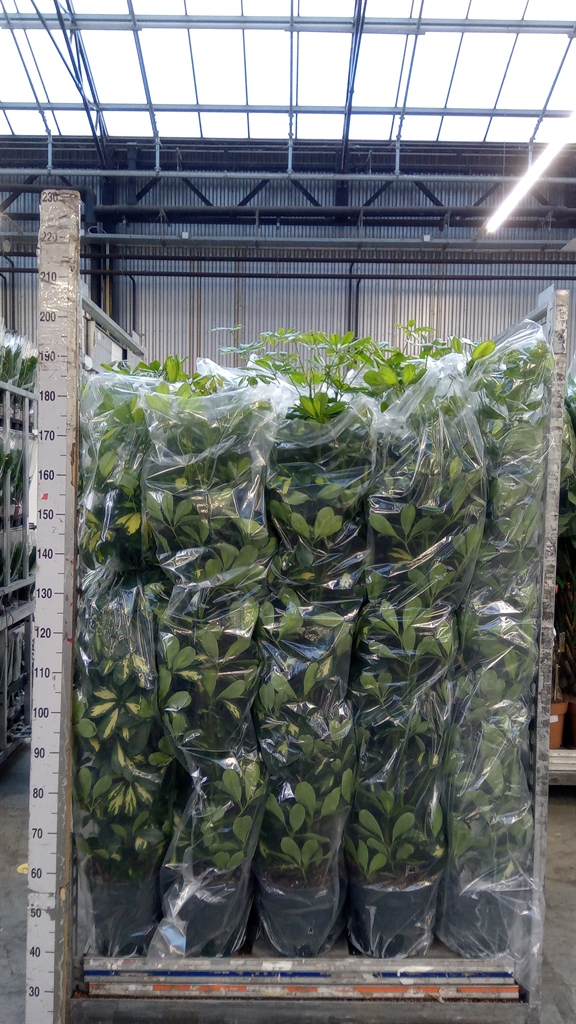 Schef Ar Gold Capell 24Ø 150cm