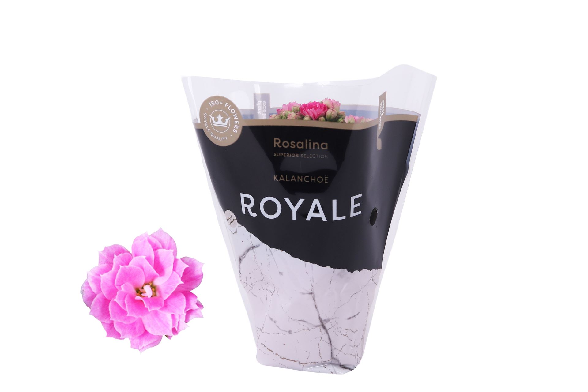 Kalanchoe Double Rosalina Nando Pink 7Ø 15cm