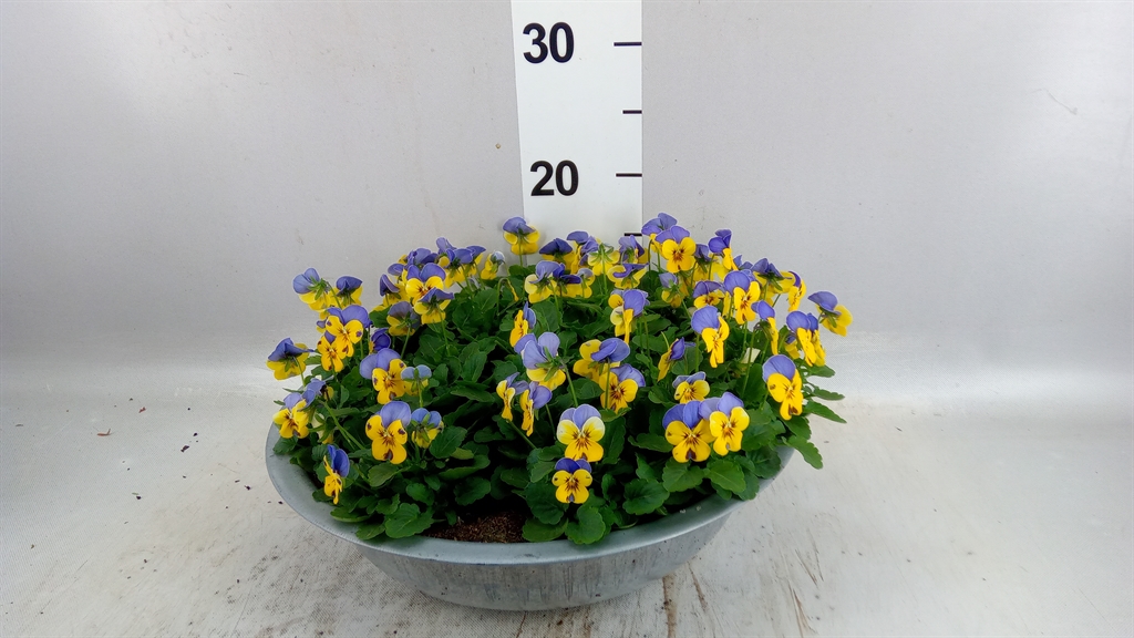 Viola End F1 Bywpw 33Ø 25cm