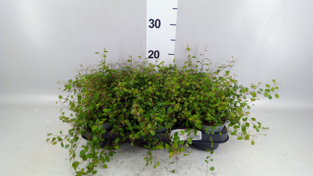 Muehlenbeck Com Maor 510Ø 20cm