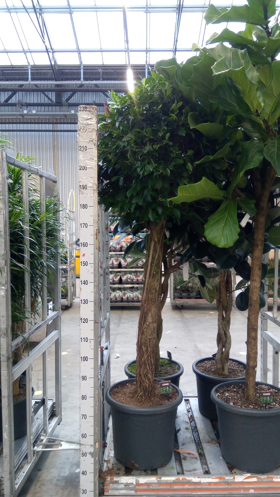 Fic Mi Overig 48Ø 230cm